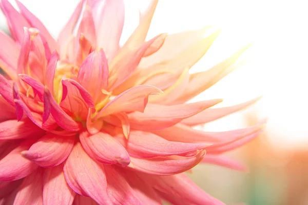 Fantasztikus rózsaszín virág napsugárral — Stock Fotó