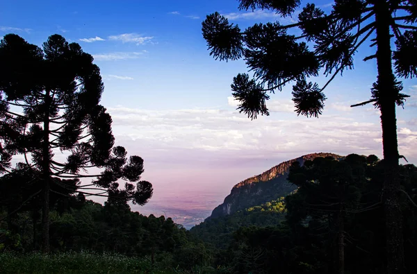 Красивий пейзаж з силуетним деревом і горою — стокове фото