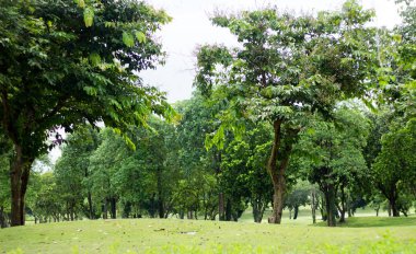 parktaki ağaç ve yeşil alan