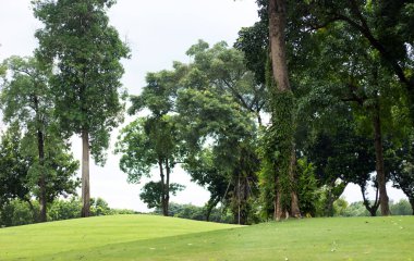 parktaki ağaç ve yeşil alan