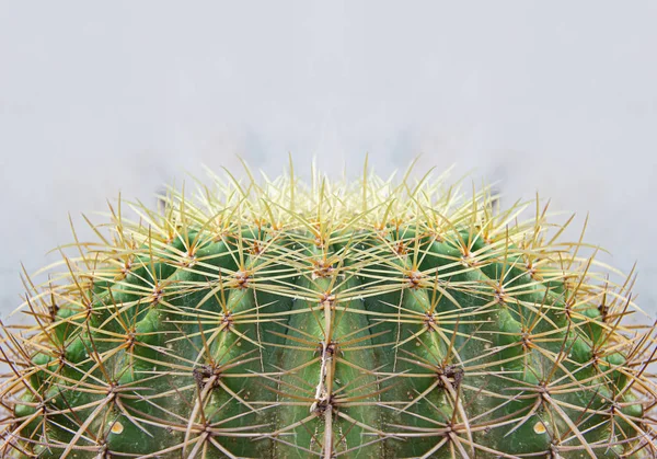 Close-up cactus kop met gescheurd op grijs — Stockfoto