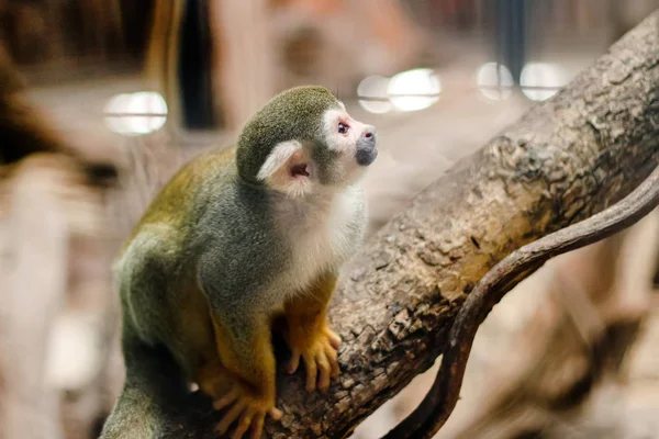 Pequeño mono de pierna amarilla en el árbol en la jaula del zoológico — Foto de Stock