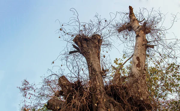 Mourir arbre sur ciel pour le fond de la nature — Photo