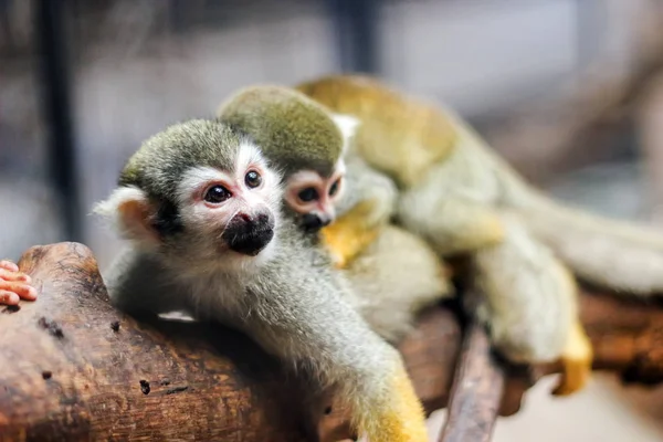 Kis sárga láb majom a fán állatkerti ketrecben — Stock Fotó