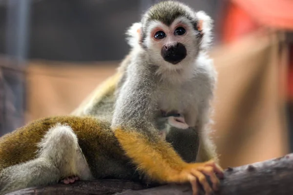 Kleine gele poot aap op boom in dierentuin kooi — Stockfoto