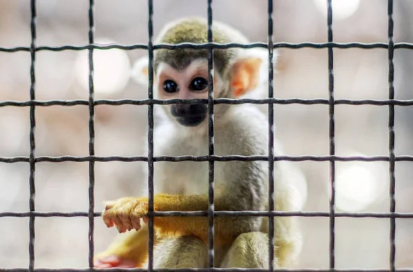 動物園の檻の中の木の上の小さな黄色い猿 — ストック写真