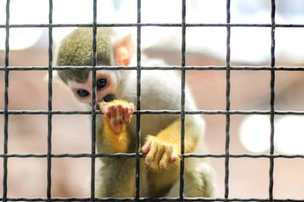 Kis sárga láb majom a fán állatkerti ketrecben — Stock Fotó