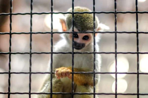 Kleiner gelber Beinaffe auf Baum im Zoo-Käfig — Stockfoto