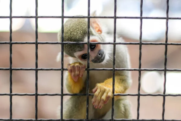 動物園の檻の中の木の上の小さな黄色い猿 — ストック写真