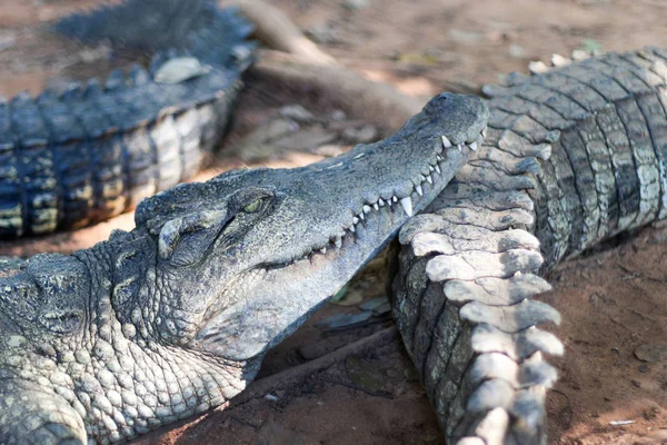 Krokodil felébred a családdal az állatkertben — Stock Fotó