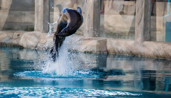 sea lion jumping from water to catch t