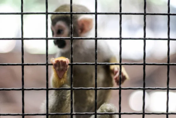 Affe im Eisenkäfig des Zoos gefangen — Stockfoto