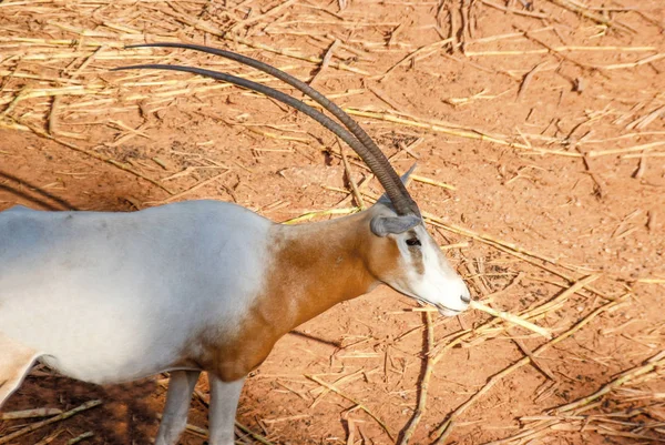 Mooie hoorn van oryx zoogdier op zand — Stockfoto