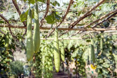 yeşil kabak sarmaşığı, ekoloji alanında ahşap bambu rafında.