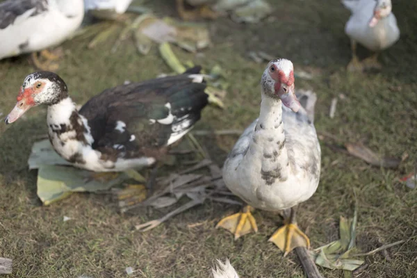 Entenkühe Landwirtschaftlichem Betrieb Morgen — Stockfoto