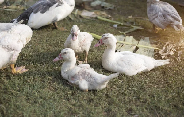 Pecuária Pato Pequeno Fazenda Agrícola Manhã — Fotografia de Stock