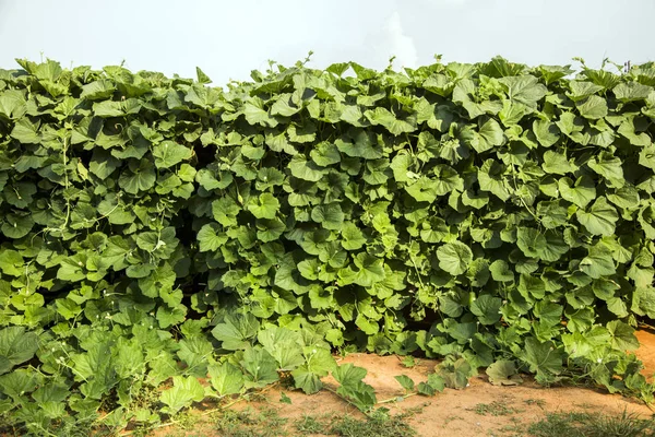 Green Ivy Wall Agriculture Ecology Field Background — Stock Photo, Image