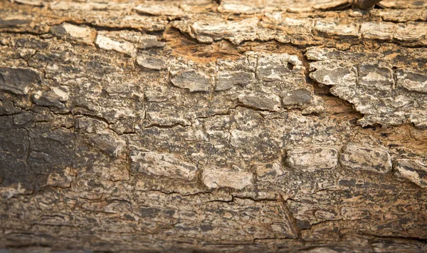 Old Wood Skin Texture Background — Stock Photo, Image