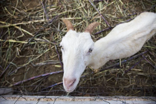 Çiftlikteki Kuru Çimlerde Yeni Doğmuş Keçi Tarım Hayatında Memeli Hayvan — Stok fotoğraf