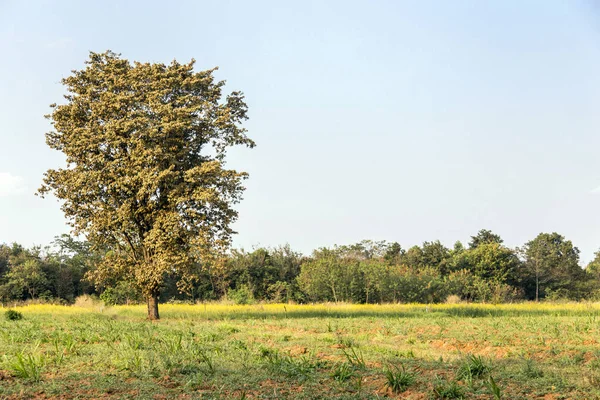 Alone Tree Agriculture Farm Clear Sky Landscape Background — Stock Photo, Image