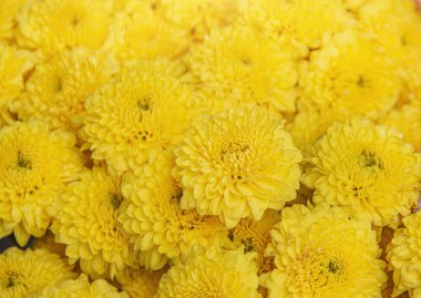 sarı papatya çiçeği dokusu arkaplanı