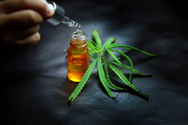 Gota Óleo Cânhamo Folhas Cannabis Colocados Fundo Escuro Conceitos Médicos — Fotografia de Stock