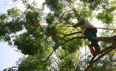 Asyalı adam ağaçtan meyveli linçi hasat ediyor.