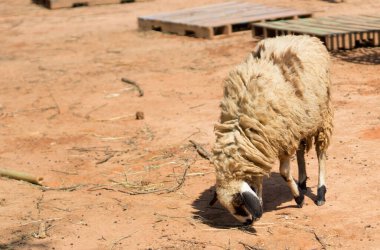 Hayvanat bahçesindeki çiftlikte koyun otlarını yemek