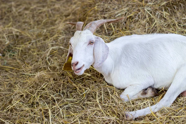 動物園の農場の乾いた草の上に座っているヤギの面白い顔 — ストック写真