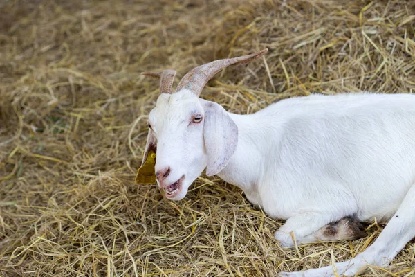 動物園の農場の乾いた草の上に座っているヤギの面白い顔 — ストック写真