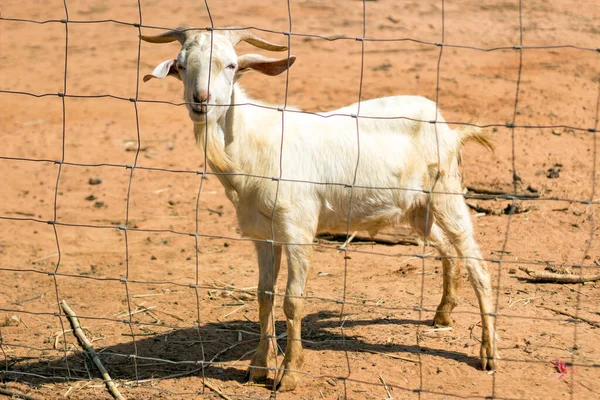 動物園の農場の乾いた草の上に座っているヤギの面白い顔 — ストック写真