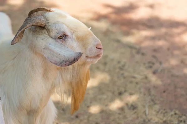 動物園の農場の乾いた草の上に座っているヤギの面白い顔 — ストック写真