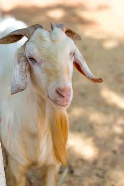 動物園の農場にある乾いた草の上に座っているヤギの面白い顔の笑顔 — ストック写真