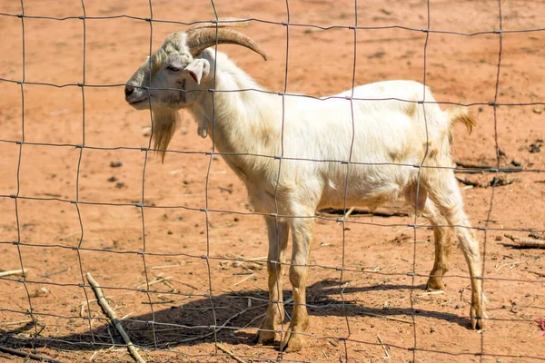 Drôle Visage Chèvre Assis Sur Herbe Sèche Ferme Dans Zoo — Photo