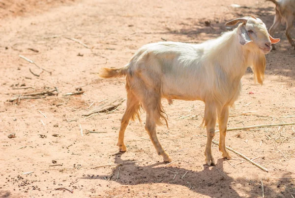 Drôle Visage Chèvre Assis Sur Herbe Sèche Ferme Dans Zoo — Photo