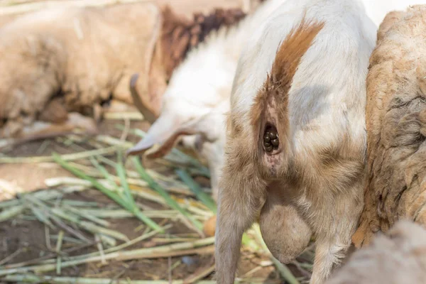 Close Shit Sheep Anal Natural Animal World — Stockfoto