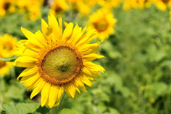 Girasol Tiempo Verano Campo Agricultura Girasol — Foto de Stock