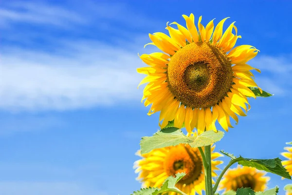 Girasol Cielo Despejado Tiempo Verano Campo Agricultura Girasol — Foto de Stock