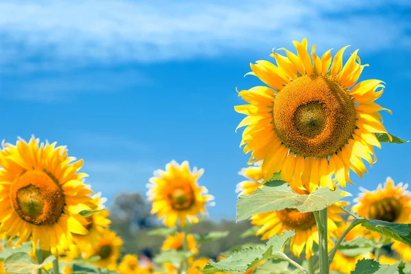 Slunečnice Jasné Obloze Letní Čas Slunečnicovém Poli — Stock fotografie