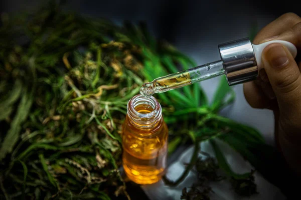 Esmer arka plandaki kenevir bitkisinden aroma ve sağlıklı yağ ürünü.