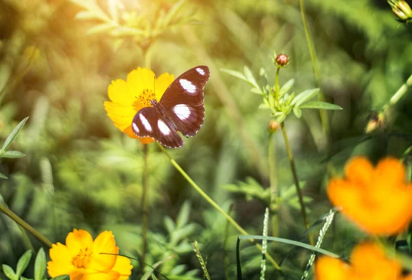 Černý Motýl Pití Med Žluté Sedmikrásky Květiny Zahradě — Stock fotografie