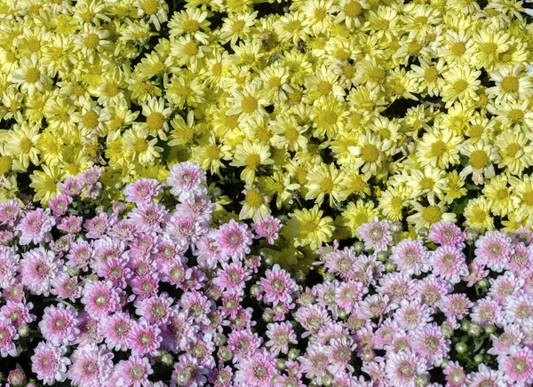 Kolorowy Stokrotka Kwiat Dla Tła Piękne Stworzenie Przyrody — Zdjęcie stockowe