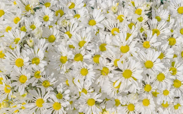 Colorful Daisy Flower Background Beatiful Nature Creation — Stock Photo, Image