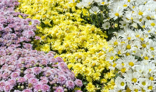 Flor Margarita Colorida Para Creación Naturaleza Beatiful Fondo — Foto de Stock