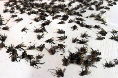 Yapışkan yapışkan sinek grubunu yapıştırıcı kağıt tuzağına kapat