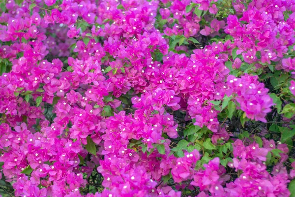 Purpurowy Kwiat Bougainvillea Tle Ogrodu — Zdjęcie stockowe