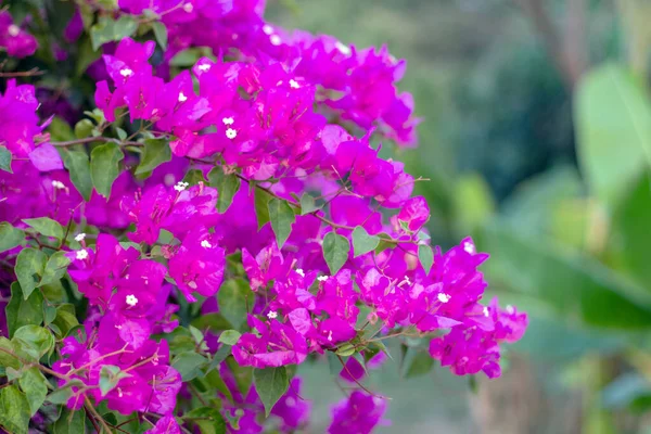 Flor Buganvilla Púrpura Sobre Fondo Jardín — Foto de Stock