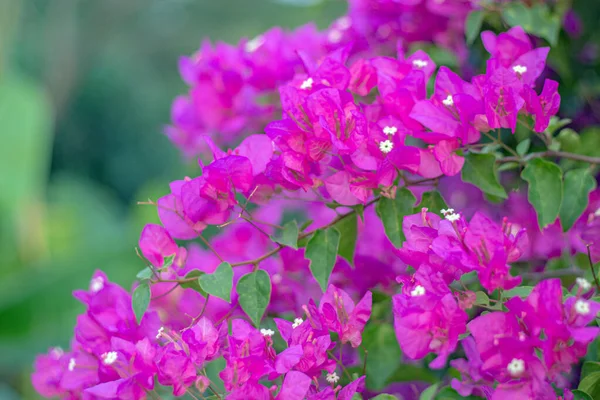 Flor Buganvilla Púrpura Sobre Fondo Jardín — Foto de Stock