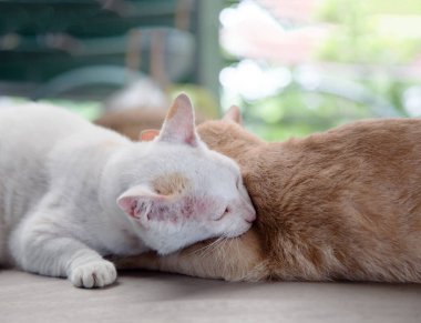 Güzel bir kedicik anı. Aşk konsepti olan sevimli memeli hayvan.