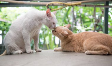 Güzel bir kedicik anı. Aşk konsepti olan sevimli memeli hayvan.